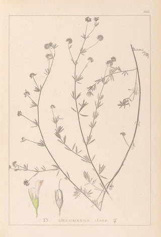 Louis Antoine Cusin - Herbier de la flore franaise Pl0376.webp