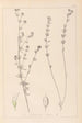Herbier de la flore française Pl0377 - Louis Antoine Cusin — widok dzieła