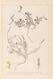 Herbier de la flore française Pl0378 - Louis Antoine Cusin — widok dzieła