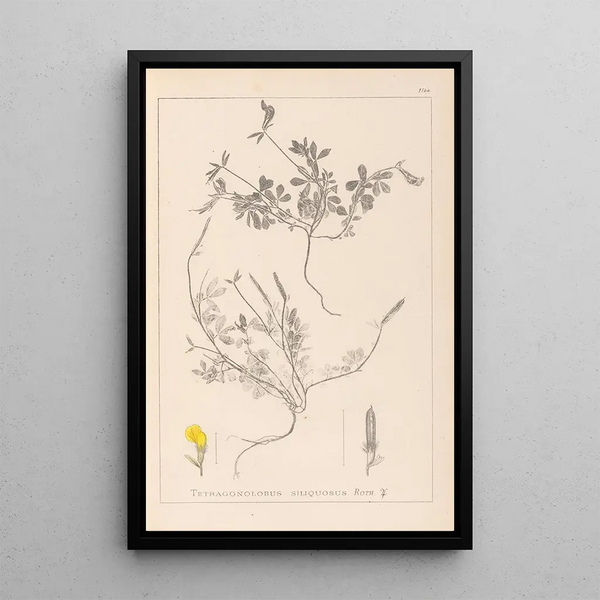 Louis Antoine Cusin - Herbier de la flore franaise Pl0378.webp