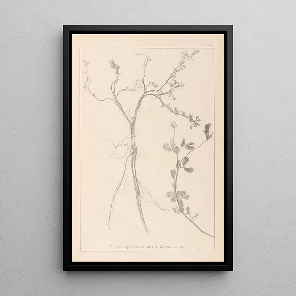 Louis Antoine Cusin - Herbier de la flore franaise Pl0379.webp