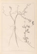 Herbier de la flore française Pl0379 - Louis Antoine Cusin — widok dzieła