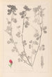 Herbier de la flore française Pl0380 - Louis Antoine Cusin — widok dzieła
