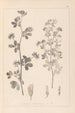 Herbier de la flore française Pl0381 - Louis Antoine Cusin — widok dzieła