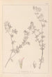 Herbier de la flore française Pl0382 - Louis Antoine Cusin — widok dzieła