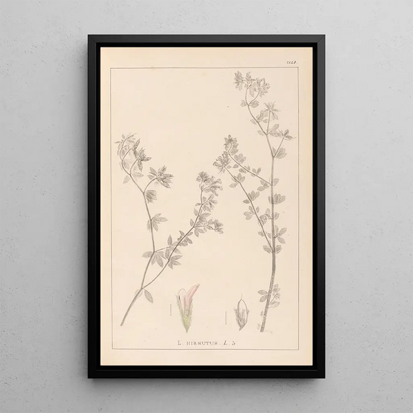 Louis Antoine Cusin - Herbier de la flore franaise Pl0382.webp