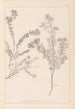 Herbier de la flore française Pl0383 - Louis Antoine Cusin — widok dzieła