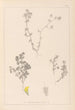 Herbier de la flore française Pl0384 - Louis Antoine Cusin — widok dzieła