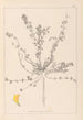 Herbier de la flore française Pl0385 - Louis Antoine Cusin — widok dzieła