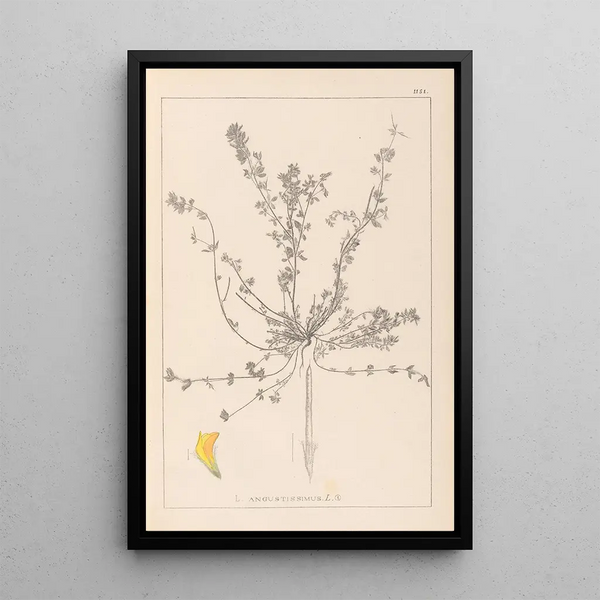 Louis Antoine Cusin - Herbier de la flore franaise Pl0385.webp