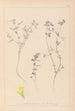Herbier de la flore française Pl0386 - Louis Antoine Cusin — widok dzieła