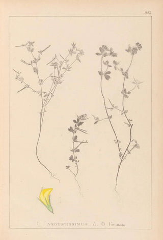 Louis Antoine Cusin - Herbier de la flore franaise Pl0386.webp