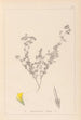 Herbier de la flore française Pl0387 - Louis Antoine Cusin — widok dzieła