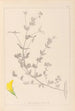 Herbier de la flore française Pl0389 - Louis Antoine Cusin — widok dzieła