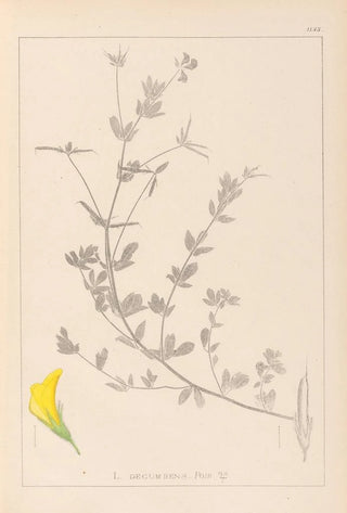 Louis Antoine Cusin - Herbier de la flore franaise Pl0389.webp
