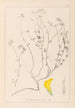 Herbier de la flore française Pl0390 - Louis Antoine Cusin — widok dzieła