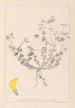Herbier de la flore française Pl0391 - Louis Antoine Cusin — widok dzieła