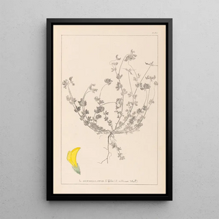 Louis Antoine Cusin - Herbier de la flore franaise Pl0391.webp