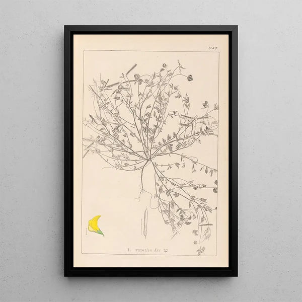 Louis Antoine Cusin - Herbier de la flore franaise Pl0392.webp