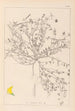 Herbier de la flore française Pl0392 - Louis Antoine Cusin — widok dzieła