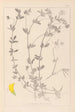 Herbier de la flore française Pl0393 - Louis Antoine Cusin — widok dzieła