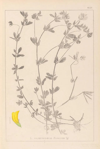 Louis Antoine Cusin - Herbier de la flore franaise Pl0393.webp