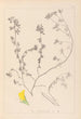 Herbier de la flore française Pl0394 - Louis Antoine Cusin — widok dzieła