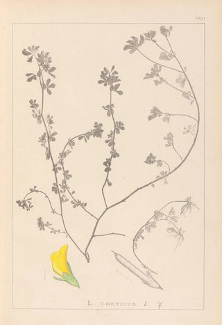 Louis Antoine Cusin - Herbier de la flore franaise Pl0394.webp