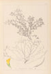 Herbier de la flore française Pl0395 - Louis Antoine Cusin — widok dzieła