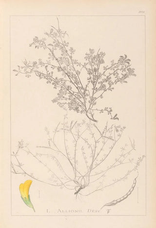 Louis Antoine Cusin - Herbier de la flore franaise Pl0395.webp