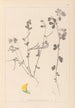 Herbier de la flore française Pl0396 - Louis Antoine Cusin — widok dzieła