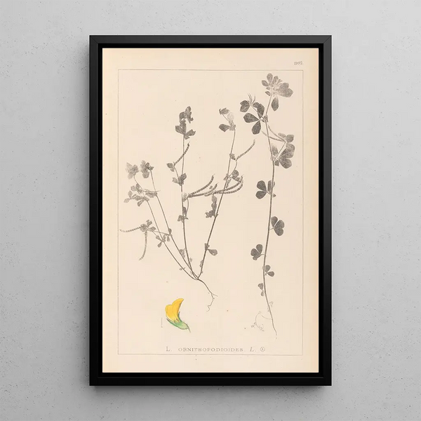 Louis Antoine Cusin - Herbier de la flore franaise Pl0396.webp