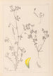 Herbier de la flore française Pl0397 - Louis Antoine Cusin — widok dzieła