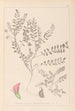 Herbier de la flore française Pl0398 - Louis Antoine Cusin — widok dzieła
