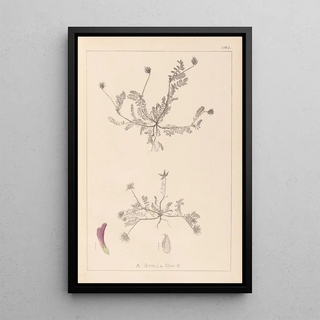 Louis Antoine Cusin - Herbier de la flore franaise Pl0399.webp