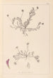 Herbier de la flore française Pl0399 - Louis Antoine Cusin — widok dzieła