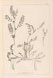Herbier de la flore française Pl0400 - Louis Antoine Cusin — widok dzieła