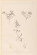 Herbier de la flore française Pl0401 - Louis Antoine Cusin — widok dzieła