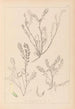 Herbier de la flore française Pl0402 - Louis Antoine Cusin — widok dzieła