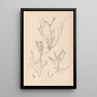 Louis Antoine Cusin - Herbier de la flore franaise Pl0402.webp