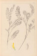 Herbier de la flore française Pl0403 - Louis Antoine Cusin — widok dzieła
