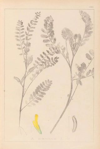 Louis Antoine Cusin - Herbier de la flore franaise Pl0403.webp