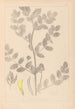 Herbier de la flore française Pl0404 - Louis Antoine Cusin — widok dzieła