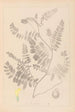 Herbarium francuskiej flory Pl0405 - Louis Antoine Cusin — widok dzieła