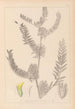 Herbier de la flore française Pl0406 - Louis Antoine Cusin — widok dzieła