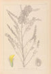 Herbier de la flore française Pl0407 - Louis Antoine Cusin — widok dzieła