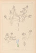Herbier de la flore française Pl0409 - Louis Antoine Cusin — widok dzieła