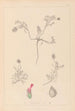Herbier de la flore française Pl0410 - Louis Antoine Cusin — widok dzieła