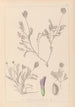 Herbier de la flore française Pl0411 - Louis Antoine Cusin — widok dzieła