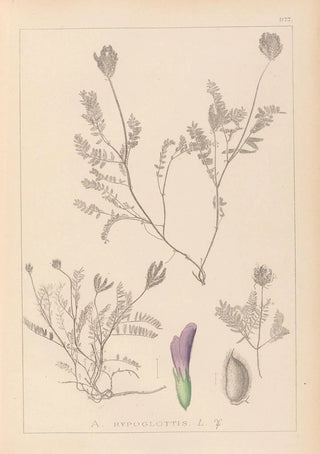 Louis Antoine Cusin - Herbier de la flore franaise Pl0411.webp